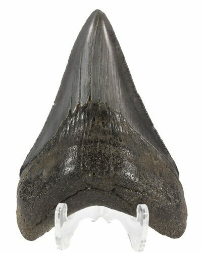 Serrated Megalodon Tooth - Georgia #54856